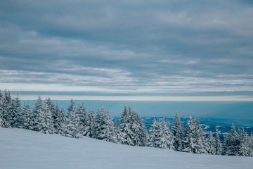 Scenic winter landscape with snowy fir trees. Winter postcard.