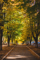 Fototapeta premium Stunning park scenery in autumn on a beautiful sunny day. Colorful foliage in the park. Falling leaves natural background.