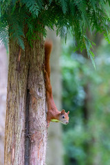 Eichhörnchen hängt kopfüber an einem Baumstamm