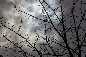 Fototapeta na wymiar Bare trees with with twilight sky background