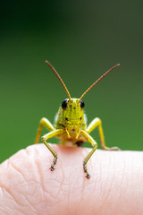 Sumpfschrecke sitzt auf einer Hand