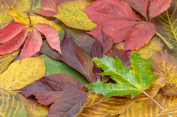 Fallen autumn colored leaves close up view.