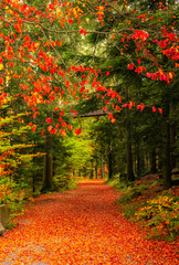 Autumn forest scenery. View to the mountain. Red leaves.  Red leaves on a bench. Footpath in scene autumn forest nature. Vivid october day in colorful forest, maple autumn trees road fall way 
