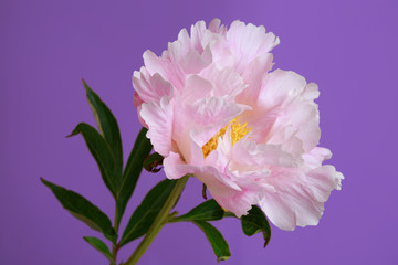 Gently pink peony flower isolated on purple background.