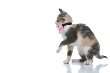 Obraz premium Side view of an adorable domestic cat playing