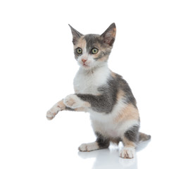 Clumsy domestic cat begging