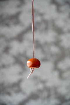 Conker on string for conker fight or battle. Typical autumn game