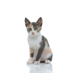 Lovely cat looking away while siting on white studio background