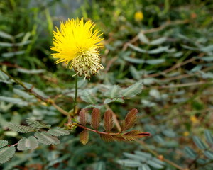 yellow flower inthe gaeden
