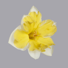Obraz na płótnie Canvas Daffodil flower with a bright yellow center isolated on a gray background.