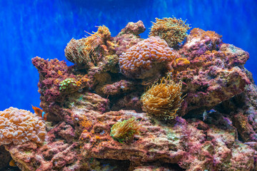 Naklejka na ściany i meble red sea coral reef with hard corals, fishes and sunny sky shining through clean water - underwater photo