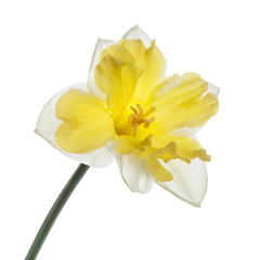 Obraz na płótnie Canvas Daffodil flower with bright yellow center isolated on a white background.