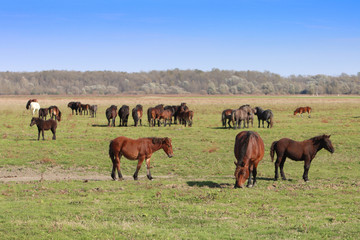 Grazing horses herd in a meadow grazing in horse farm