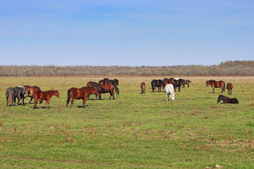 Fototapeta na wymiar Grazing horses herd in a meadow grazing in horse farm