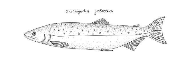 Pink salmon. Hand drawn black outline realistic illustration.