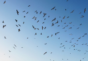 flock of birds on blue sky