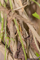 Ant working on branch dry wood,macro photography for natural background