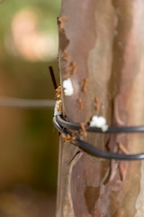 A red ant or fire ants carrying a grain of rice