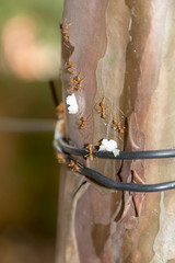 A red ant or fire ants carrying a grain of rice