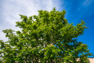 Obraz premium green tree and blue sky