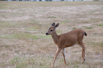 Fototapeta premium Friendly and not afraid baby deer grazing in a recreational area