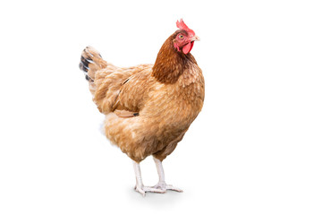 Isolated hen on a white background. Free range chicken. Happy Hen The hen lays an egg.