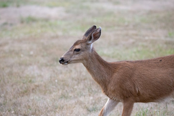 Friendly and not afraid baby deer grazing in a recreational area