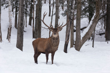 An elk in a winter forest