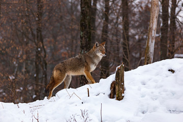 Coyotes in winter