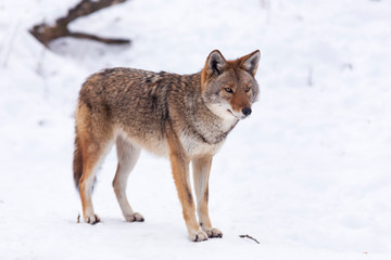 A lone Coyote in winter