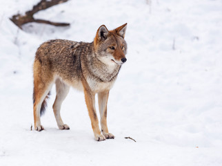 A lone Coyote in winter
