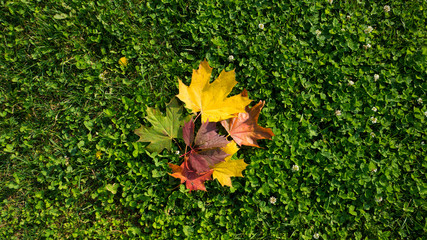 fallen bright leaves from the trees on an autumn day