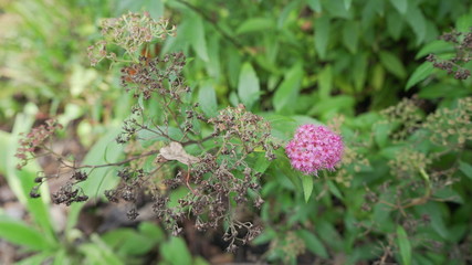 flower in the garden
