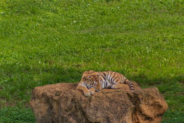 a bengal tiger playing in a green meadow