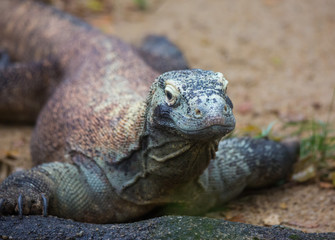 Obraz premium Closeup portrait of Komodo Dragon, the largest lizard in the world looking at camera.Selective focus on the nose