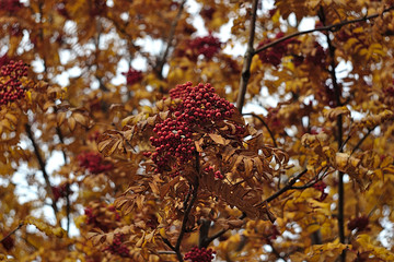 Naklejka premium red Rowan berries in thick yellow foliage