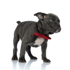 adorable american bully wearing a red bowtie on white background