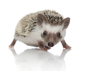 Eager African porcupine looking for something and moving