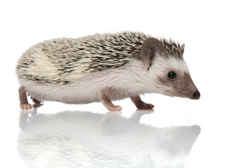 Adorable African porcupine searching and sniffing viewed from the side