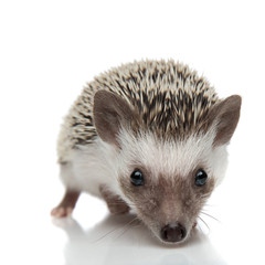 A lovely porcupine sniffing and stepping