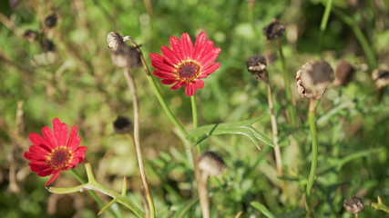 Obraz premium red flower