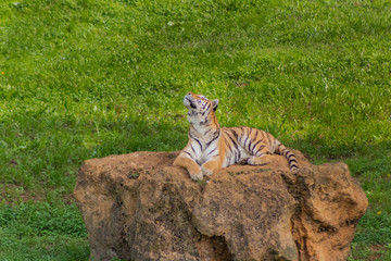 a bengal tiger playing in a green meadow