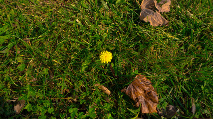 dandelion on green grass on an autumn day