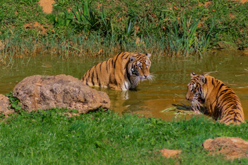 Fototapeta na wymiar a bengal tiger playing in a green meadow