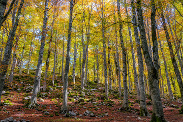 Obraz premium Foliage in autumn season at Forca d'Acero, in the Abruzzo and Molise National Park. Italy.