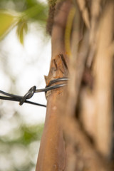 Fire ant on branch in nature green background,