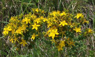 It blooms in the wild Hypericum perforatum