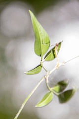 Fresh and green leaves on white bokeh background