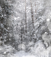 Winter landscape. Forest under the snow. Winter in the park.