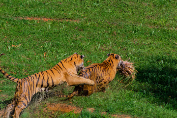 a bengal tiger playing in a green meadow